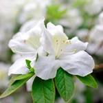 Azalea